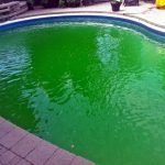 Piscina verde com algas